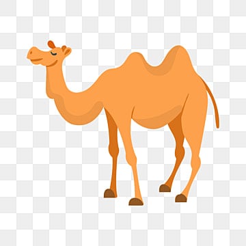 Camel image